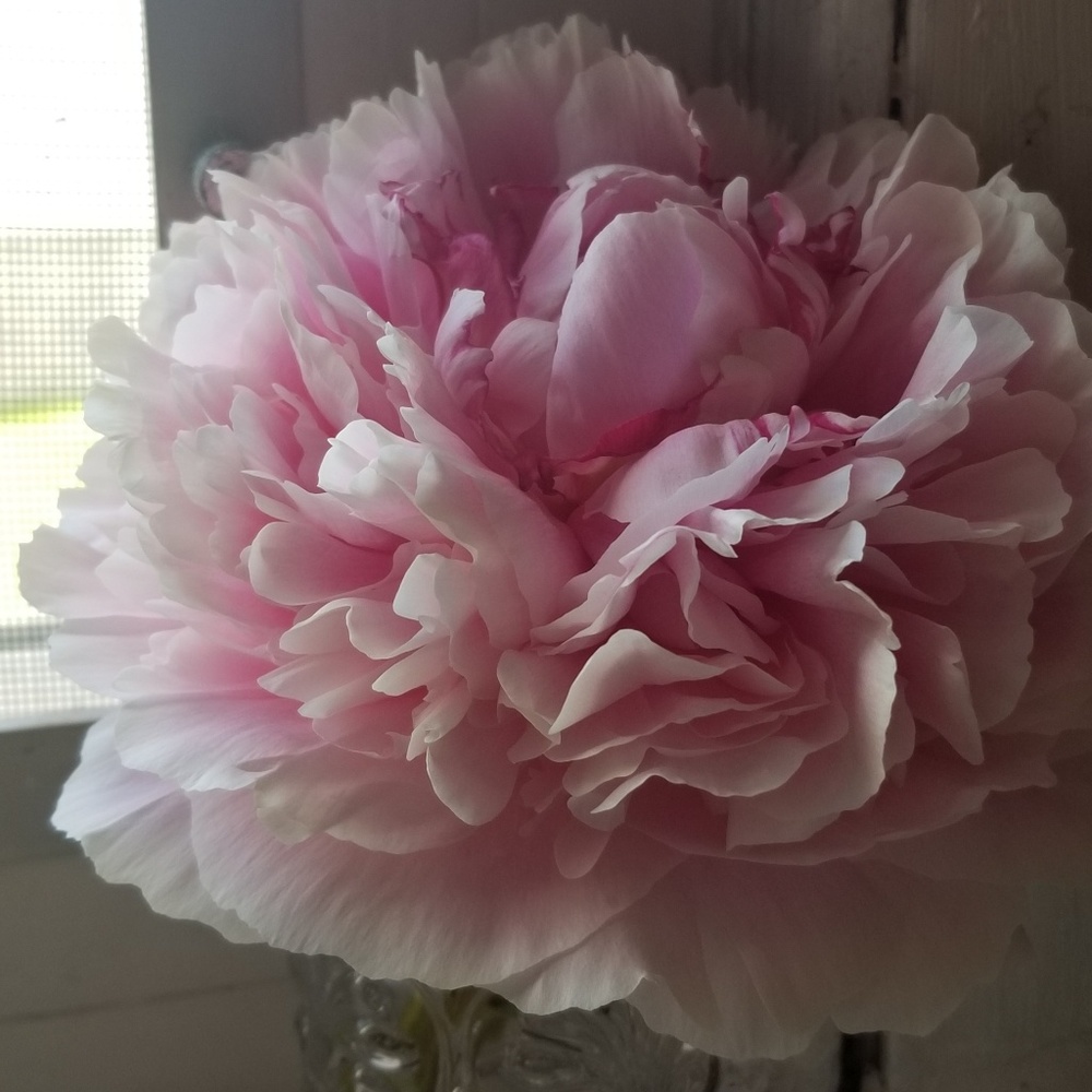 Meet your Posher, Eileen
